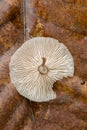 Mushrooms have gills like fish.