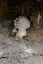 Mushrooms hidden in forest