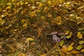 Mushrooms hidden in the grass and fallen leaves of the autumn forest Royalty Free Stock Photo