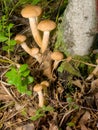 Mushrooms. Honey agarics. Royalty Free Stock Photo