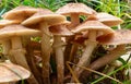 Mushrooms honey agarics in autumn forest Royalty Free Stock Photo