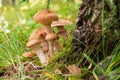 Mushrooms honey agarics in autumn forest Royalty Free Stock Photo