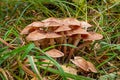 Mushrooms honey agarics in autumn forest Royalty Free Stock Photo