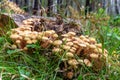 Mushrooms Honey fungus forest stump