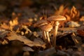 Mushrooms, Honey fungus & x28;Armillaria& x29; autumn