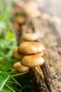 Mushrooms of the honey mushroom family in the forest in autumn on a stump close-up. Autumn background. Royalty Free Stock Photo