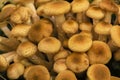 mushrooms honeydew top view lots of hats