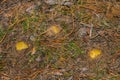 Mushrooms Horseman Tricholoma equestre grow in the sandy ground in pine forest, closeup.