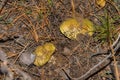 Mushrooms Horseman Tricholoma equestre grow in the sandy ground in pine forest, closeup.