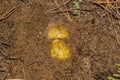 Mushrooms Horseman Tricholoma equestre grow in the sandy ground in pine forest, closeup.