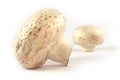 Mushrooms isolated Royalty Free Stock Photo