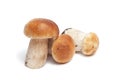 Mushrooms isolated Royalty Free Stock Photo