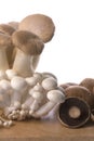 Mushrooms Isolated