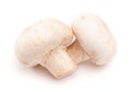 Mushrooms Isolated on a White Background Royalty Free Stock Photo