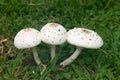 Mushrooms: Kruger National Park Lower Sabie