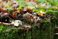 Mushrooms (kuehneromyces lignicola)