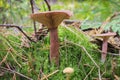 Mushrooms Lactarius rufus among forest vegetation