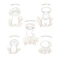 Mushrooms with Latin names, outline