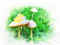 Mushrooms on lawns