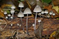 Mushrooms leaf rainforest ÃÂ³Ãâ¬ÃÂ¸ÃÂ±Ãâ¹ ÃÂ»ÃÂ¸ÃÂÃâÃÅÃÂ ÃÂ»ÃÂµÃÂ
