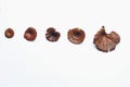 Dried  mushrooms Lentinus polychrous Lev. isolated on white background Royalty Free Stock Photo