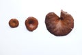 Dried three mushrooms Lentinus polychrous Lev. isolated on white background