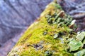 Mushrooms, lichen and moss on dried tree Royalty Free Stock Photo