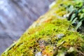 Mushrooms, lichen and moss on dried tree Royalty Free Stock Photo