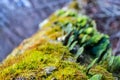 Mushrooms, lichen and moss on dried tree Royalty Free Stock Photo