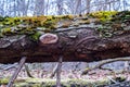 Mushrooms, lichen and moss on dried tree Royalty Free Stock Photo