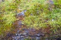 Mushrooms, lichen and moss on dried tree Royalty Free Stock Photo