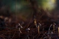 Mushrooms little and pine needles closeup Royalty Free Stock Photo