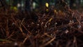 Mushrooms little in pine needles closeup Royalty Free Stock Photo