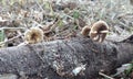 Mushrooms on a Trunk