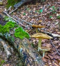 Mushrooms and log with moss Royalty Free Stock Photo