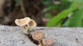 Mushrooms on the log