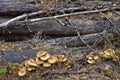 Mushrooms on logs