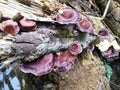 Mushrooms on logs, Microporus xanthopus, Yellow-footed Polypore,