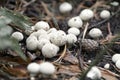 Mushrooms Lycoperdon Perlatum (common Puffball  Warted Puffball)