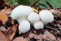 Mushrooms Lycoperdon perlatum growing in group