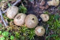 Mushrooms Lycoperdon pyriforme raincoats on old stump Royalty Free Stock Photo