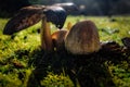 Mushrooms macro