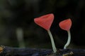 Mushrooms, macro, couple, forest, environment, natural, wet, red, wildlife,