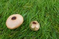 mushrooms macrolepiotes on grass in the field, large edible mushrooms coming out in the forest