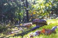 Mushrooms meadow in moss wood