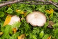 Mushrooms in the middle of grass and dew drops Royalty Free Stock Photo