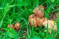 Mushrooms in the middle of grass and dew drops Royalty Free Stock Photo