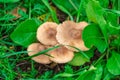 Mushrooms in the middle of grass and dew drops Royalty Free Stock Photo
