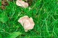 Mushrooms in the middle of grass and dew drops Royalty Free Stock Photo