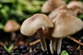 Mushrooms miniature macro